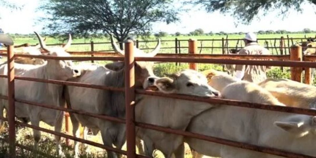 Tamaulipas fuera de la primera fase del plan ganadero federal