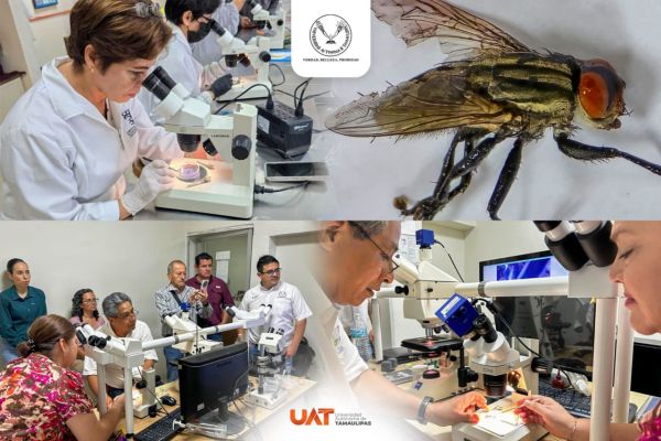 Colabora la UAT en medidas preventivas contra el gusano barrenador