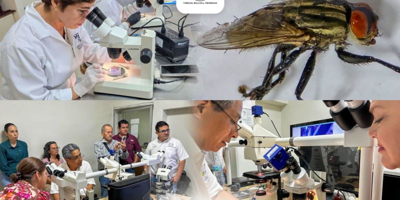 Colabora la UAT en medidas preventivas contra el gusano barrenador