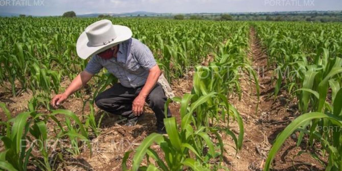 Descarta SADER abandono del campo en Tamaulipas, pese al desánimo entre productores