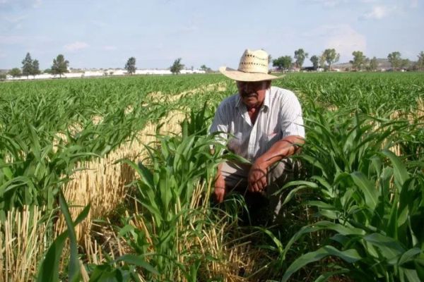Sector agrícola presenta demandas para defender precio de granos