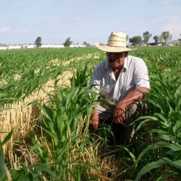 Sector agrícola presenta demandas para defender precio de granos