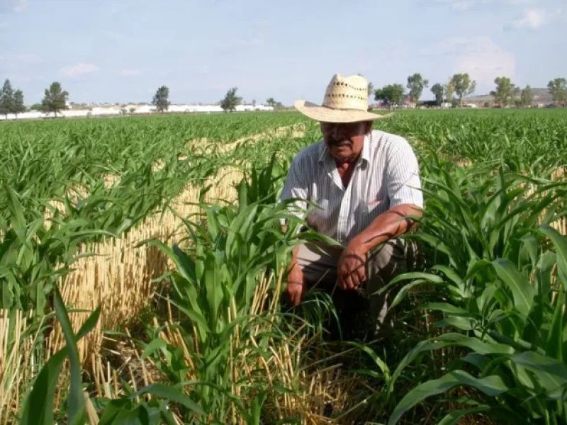 Sector agrícola presenta demandas para defender precio de granos