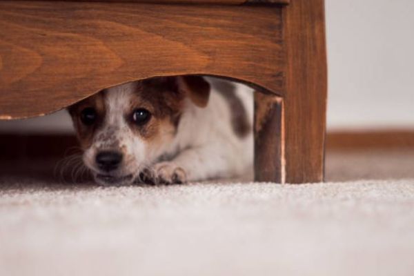 Necesario endurecer sanciones por uso de cohetes ante afectaciones a animales y personas con autismo