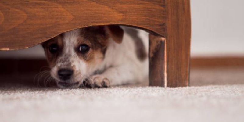 Necesario endurecer sanciones por uso de cohetes ante afectaciones a animales y personas con autismo