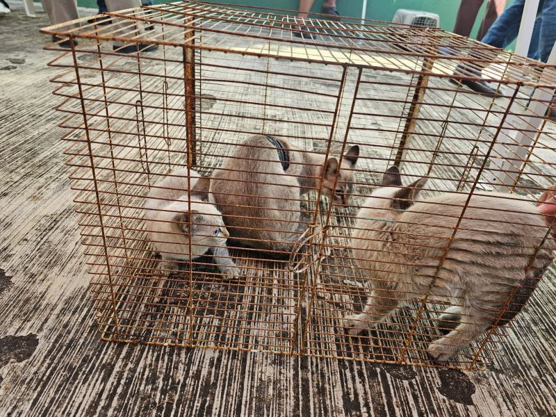 Esterilizan a más de 7mil perros y gatos en Tamaulipas