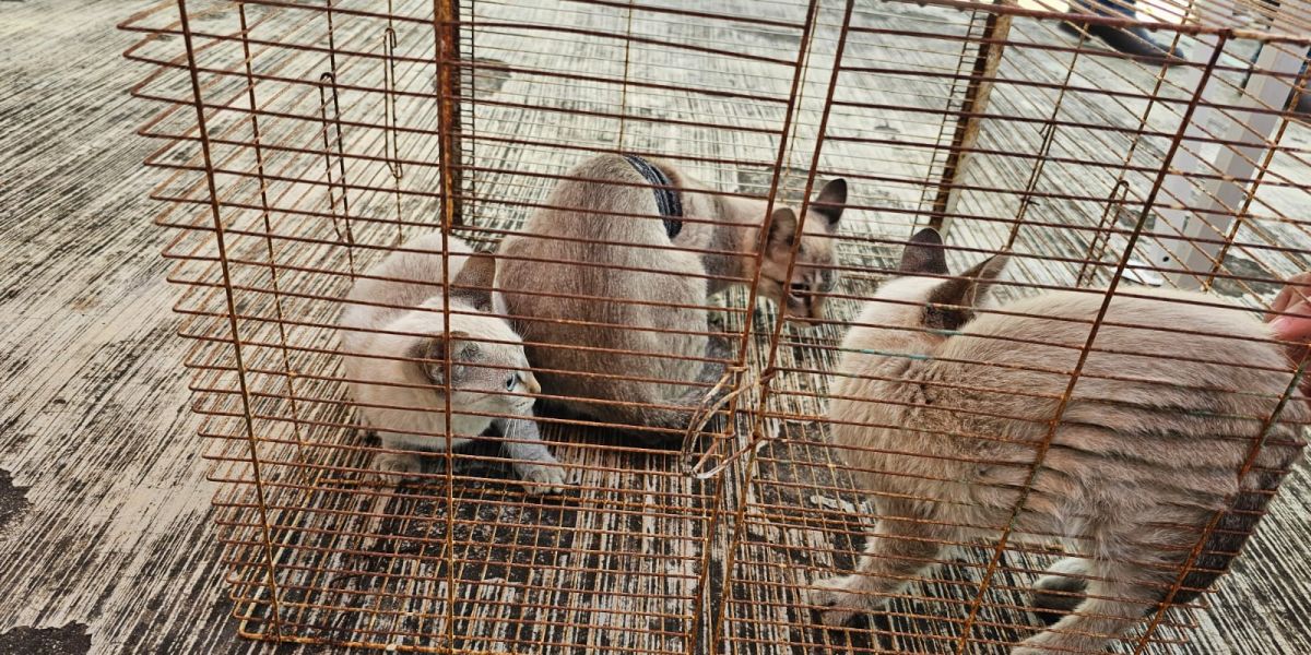 Esterilizan a más de 7mil perros y gatos en Tamaulipas