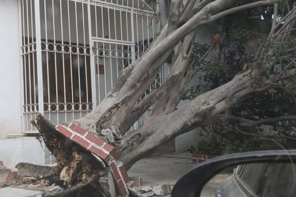 Caída de árboles deja carros dañados en Victoria