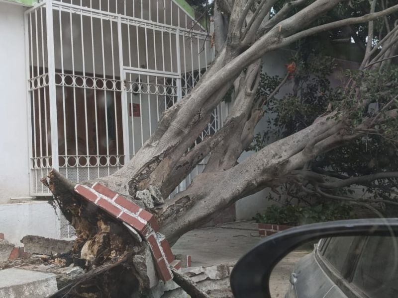 Caída de árboles deja carros dañados en Victoria