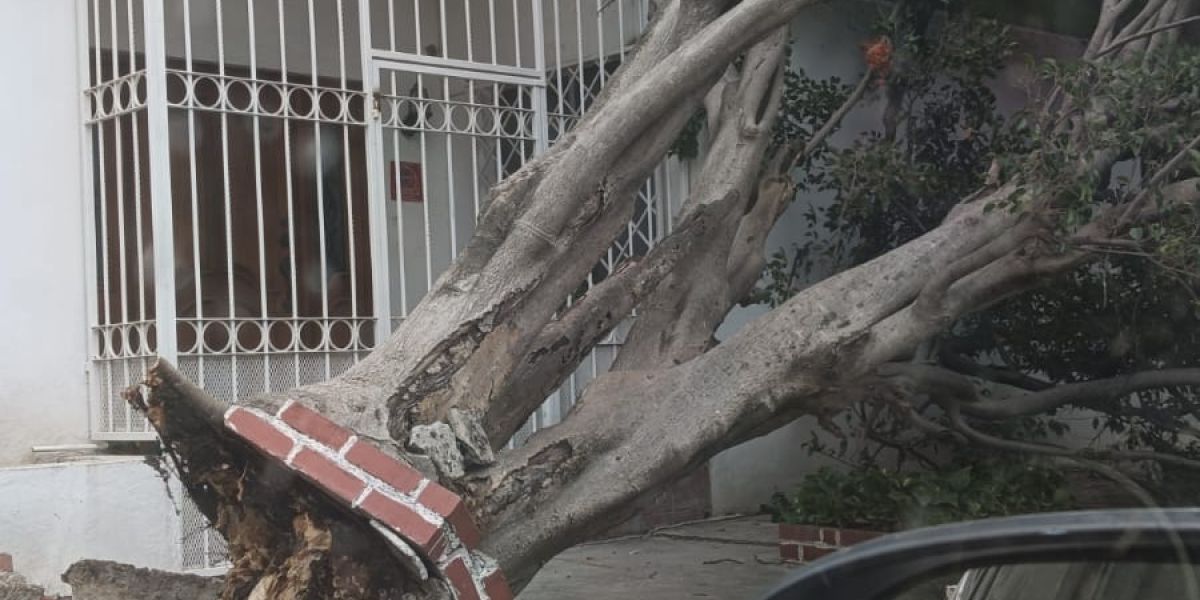 Caída de árboles deja carros dañados en Victoria