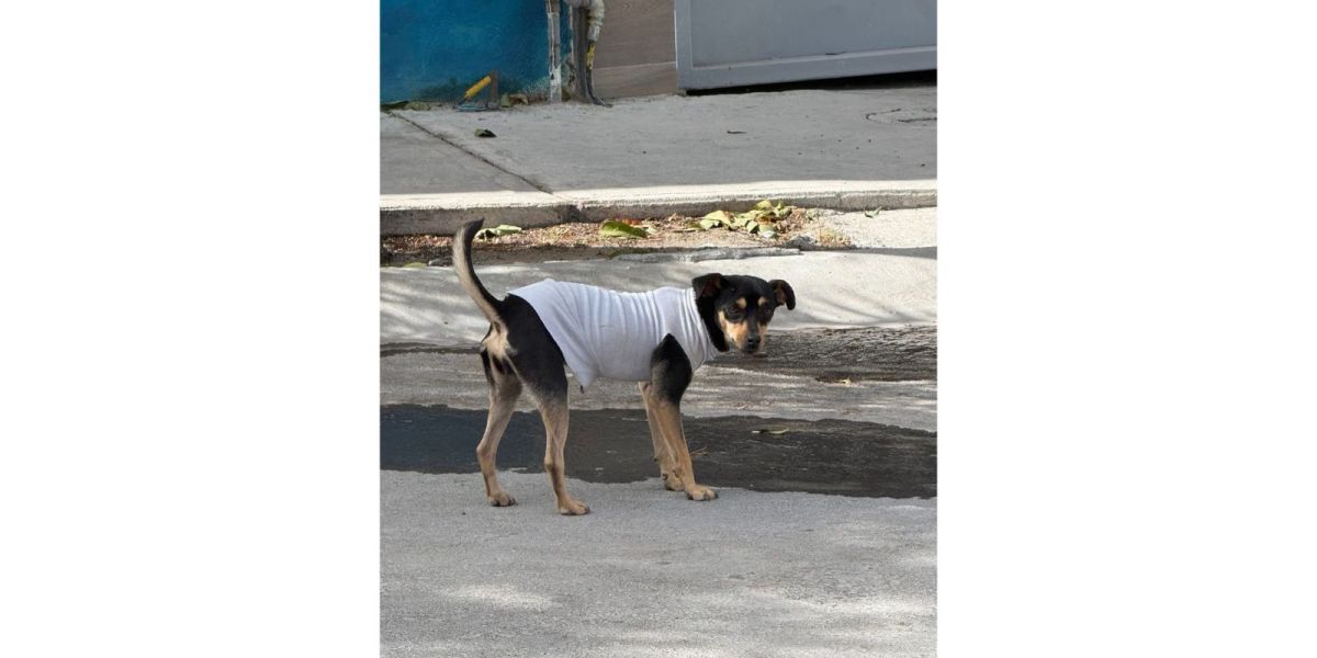 Advierten que la ropa puede dañar a perros y gatos en invierno