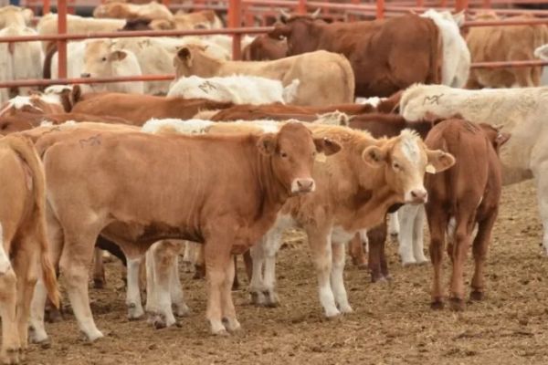 Activan medidas sanitarias por gusano barrenador en Altamira