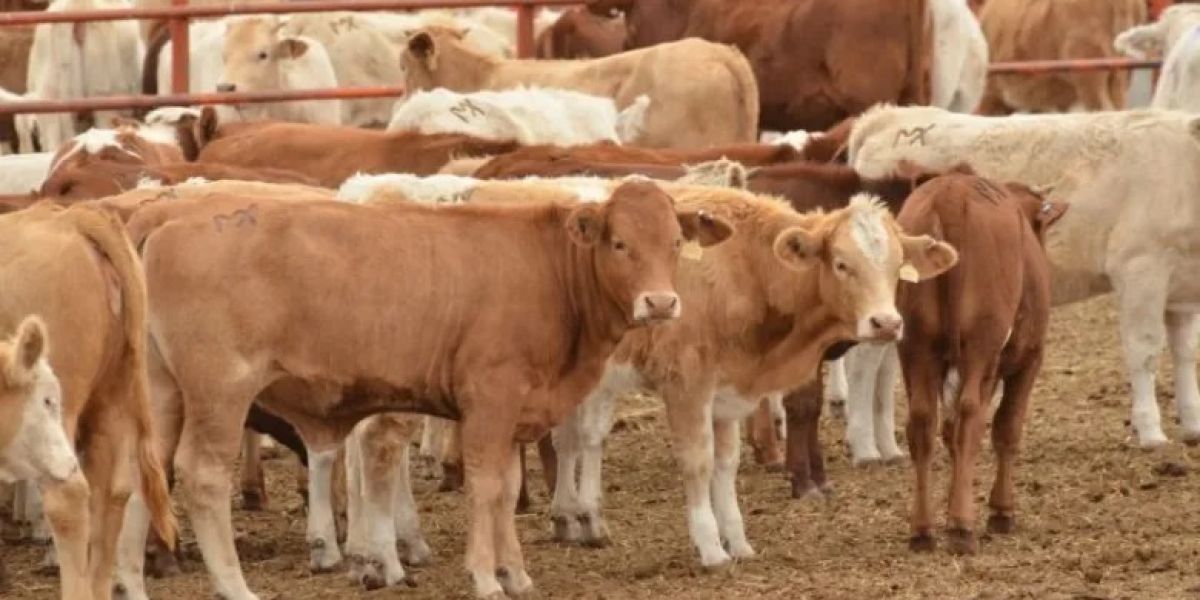 Activan medidas sanitarias por gusano barrenador en Altamira