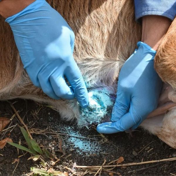 Es zona sur ‘foco rojo’ estatal por barrenador