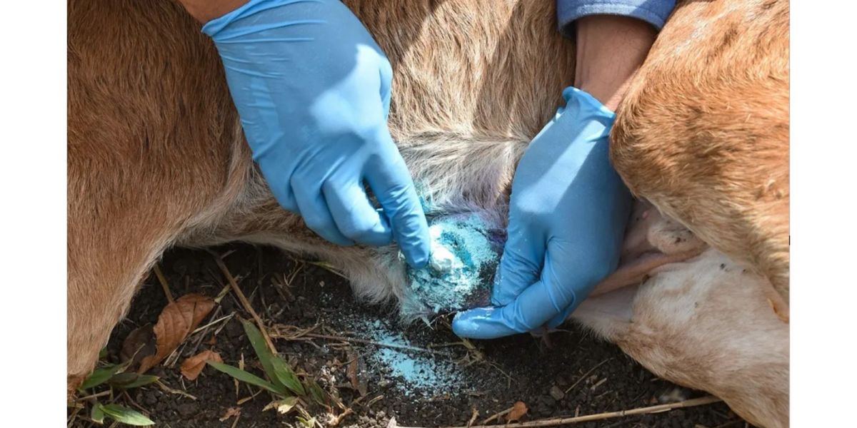Es zona sur ‘foco rojo’ estatal por barrenador
