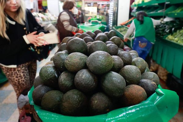 Aguacate se volverá lujo en Tamaulipas: advierten alza de hasta 60 pesos el kilo en febrero