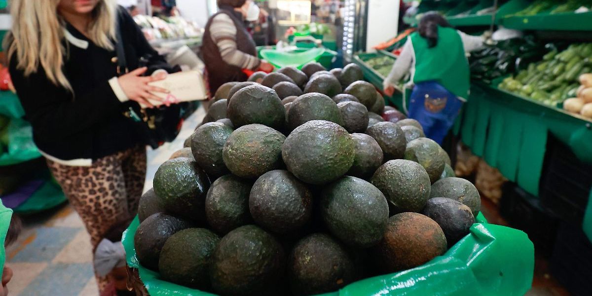 Aguacate se volverá lujo en Tamaulipas: advierten alza de hasta 60 pesos el kilo en febrero