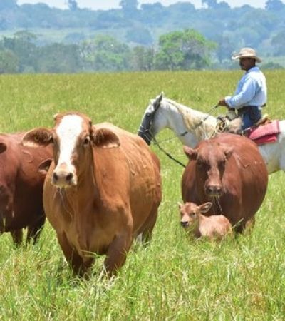 Garantizan abasto de carne y respaldo a ganaderos nacionales: CNG