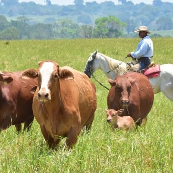 Garantizan abasto de carne y respaldo a ganaderos nacionales: CNG