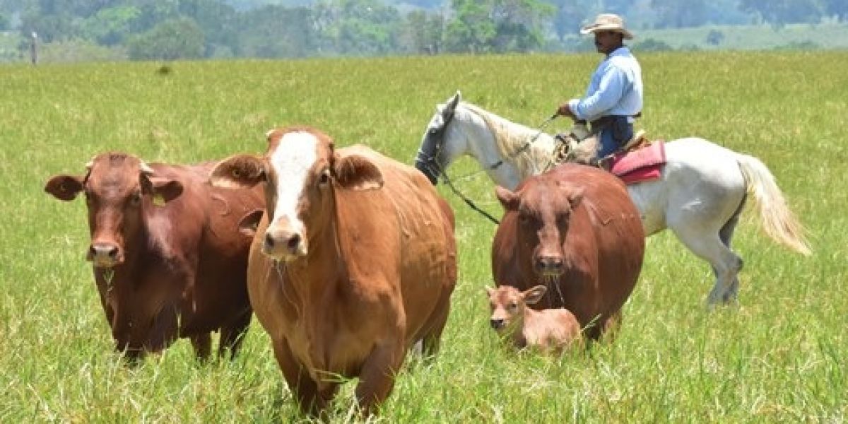 Garantizan abasto de carne y respaldo a ganaderos nacionales: CNG
