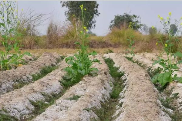 Se enfilan a ser desierto, zonas de riego del norte