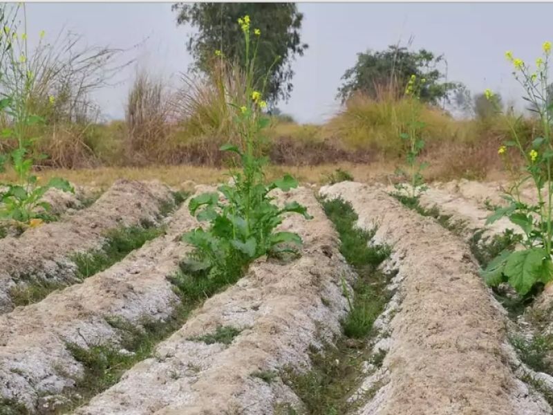 Se enfilan a ser desierto, zonas de riego del norte