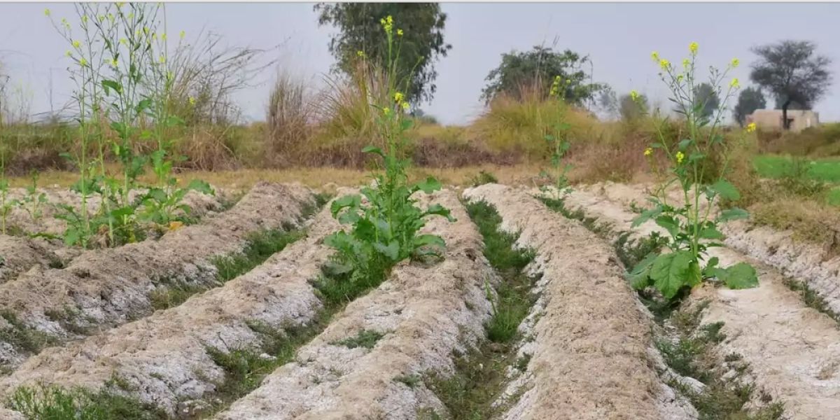 Se enfilan a ser desierto, zonas de riego del norte
