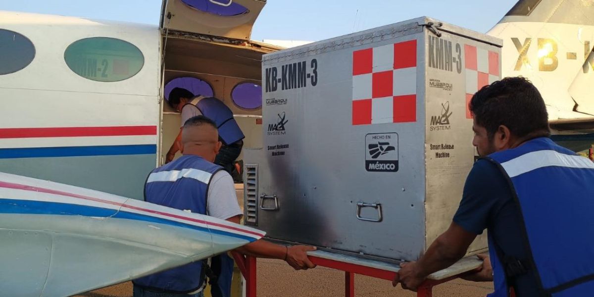 Liberación de mosca estéril no alcanza; solo Panamá la produce