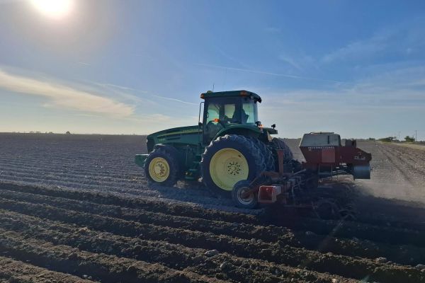 Destraban incentivos al maíz; pagos iniciarán la próxima semana