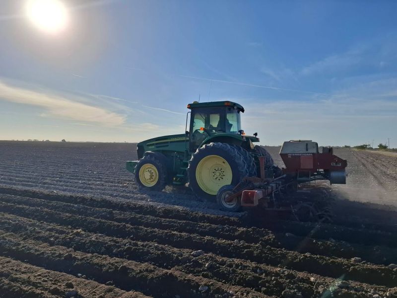 Destraban incentivos al maíz; pagos iniciarán la próxima semana