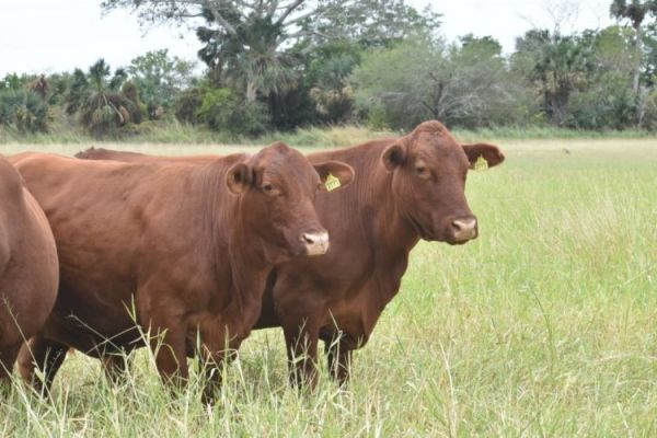 Endurece Tamaulipas combate al abigeato para proteger a ganaderos