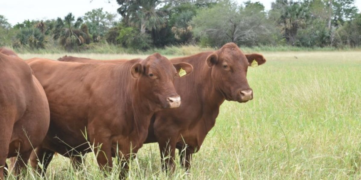 Endurece Tamaulipas combate al abigeato para proteger a ganaderos