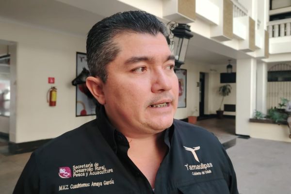 Repuntan casos de gusano barrenador en Tamaulipas; suman seis activos