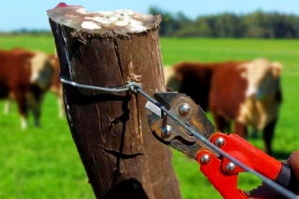 Congreso aprueba reforma contra el abigeato