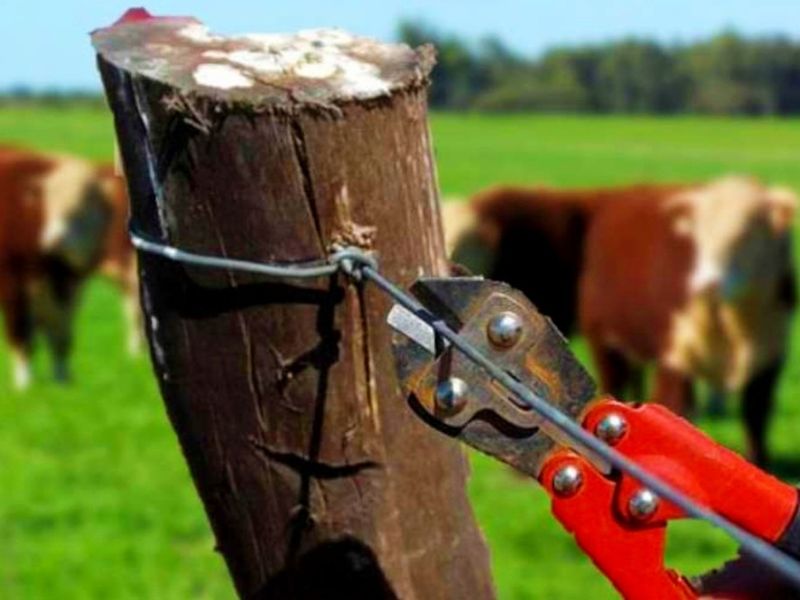 Congreso aprueba reforma contra el abigeato