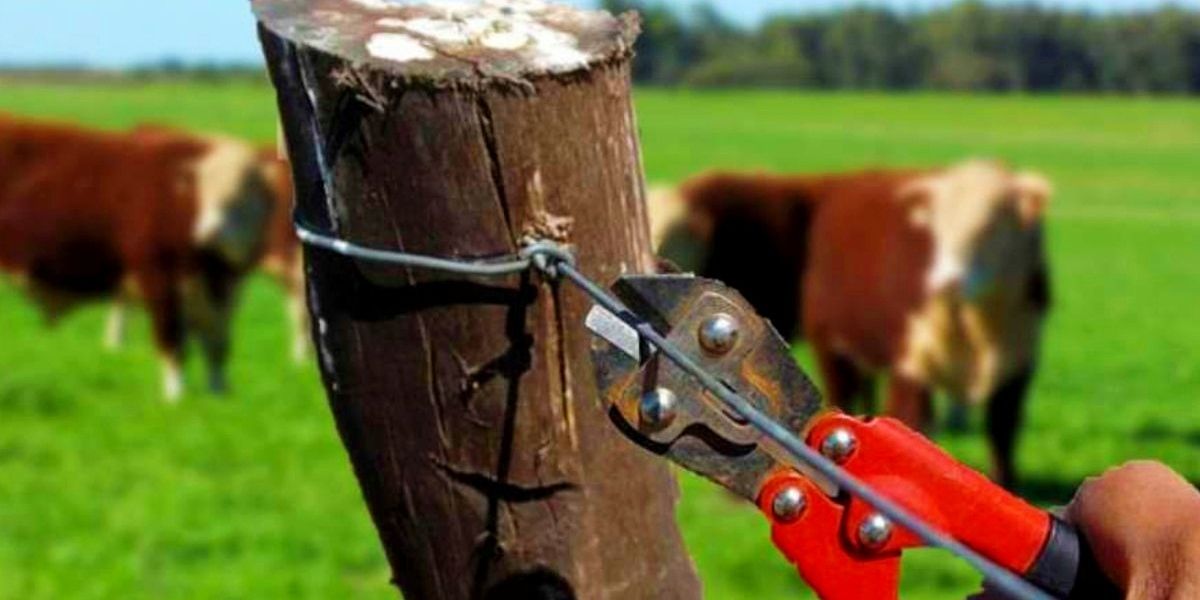 Congreso aprueba reforma contra el abigeato