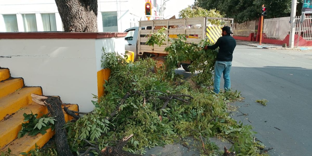 Activa Municipio operativo de limpieza y prevención por fuertes vientos en Victoria