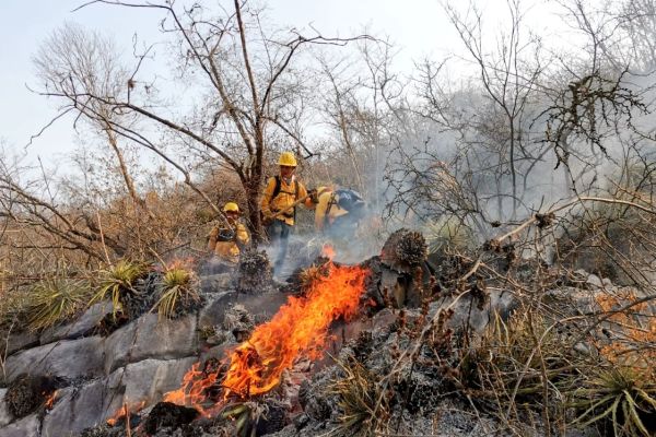 Incendio forestal escala, moviliza a 82 brigadistas