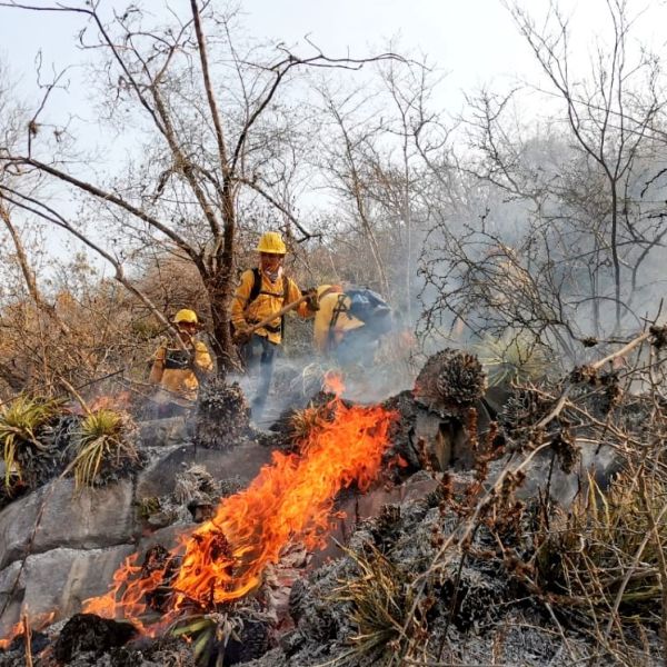 Incendio forestal escala, moviliza a 82 brigadistas