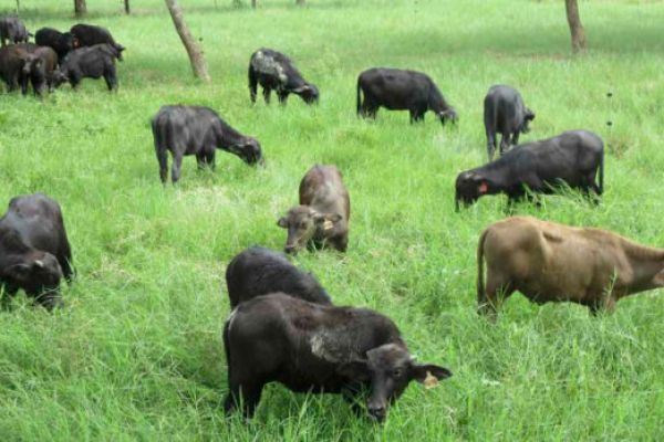 El futuro de la ganadería depende del suelo y no del ganado; UGRT