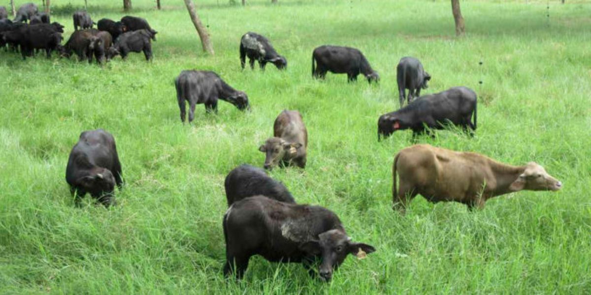 El futuro de la ganadería depende del suelo y no del ganado; UGRT