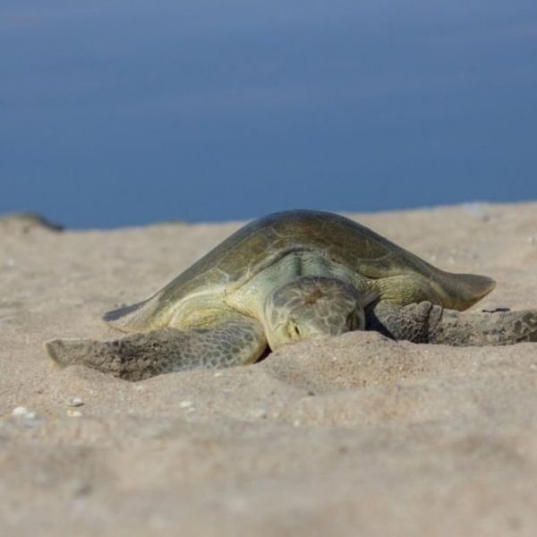 Otra alerta en las playas de Tamaulipas