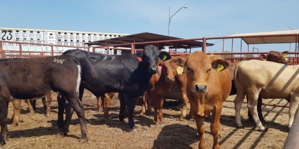 Gusano barrenador cierra la puerta a exportación  ganadera de Tamaulipas hacia EE.UU.
