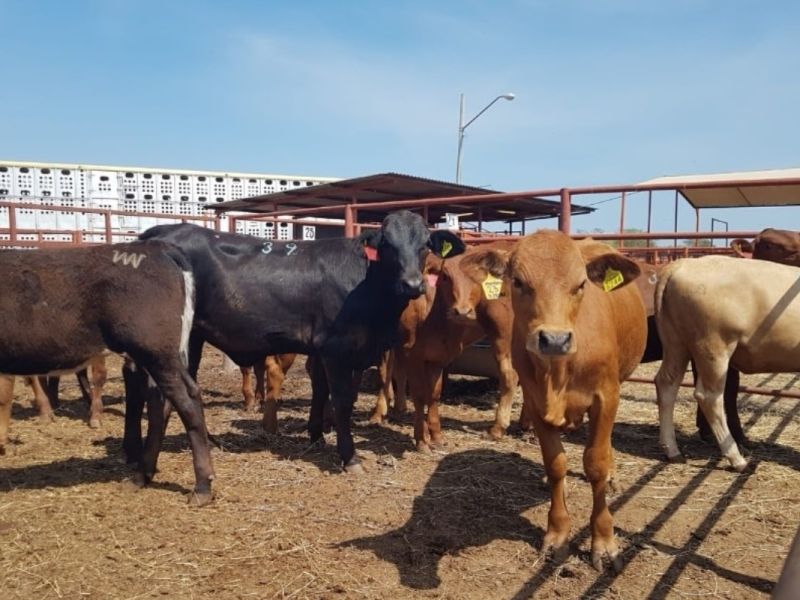 Gusano barrenador cierra la puerta a exportación  ganadera de Tamaulipas hacia EE.UU.