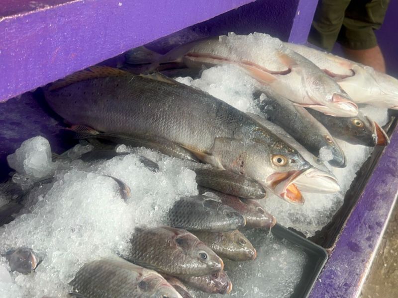 COEPRIS revisa comercios que venden pescados y mariscos