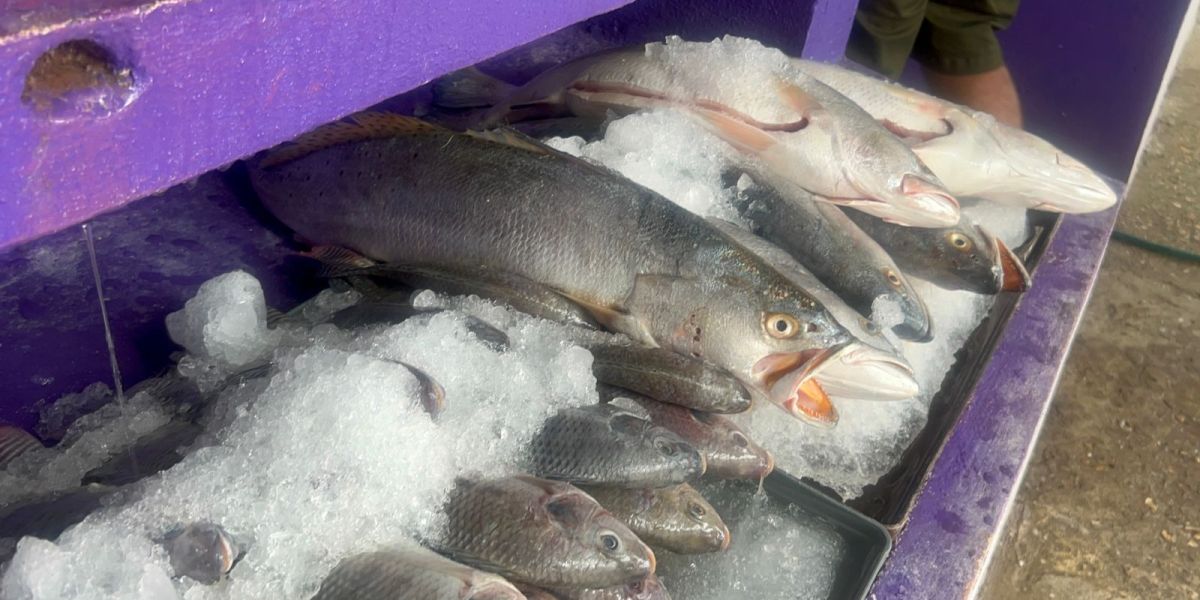 COEPRIS revisa comercios que venden pescados y mariscos
