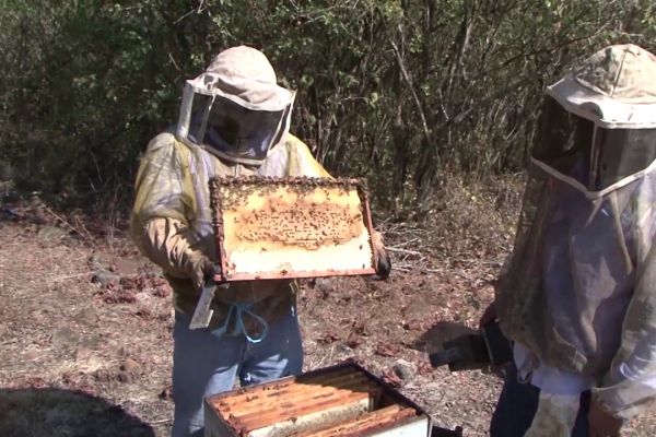 Alerta en el campo; Endurecen reglas para la apicultura en Tamaulipas