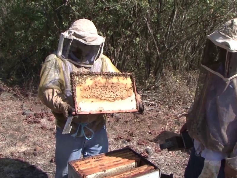 Alerta en el campo; Endurecen reglas para la apicultura en Tamaulipas