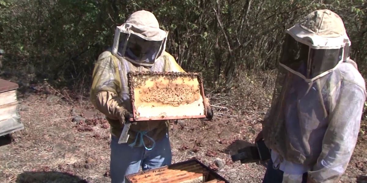 Alerta en el campo; Endurecen reglas para la apicultura en Tamaulipas