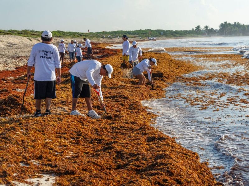 Se preparan ante posible incremento de sargazo en costas de Tamaulipas